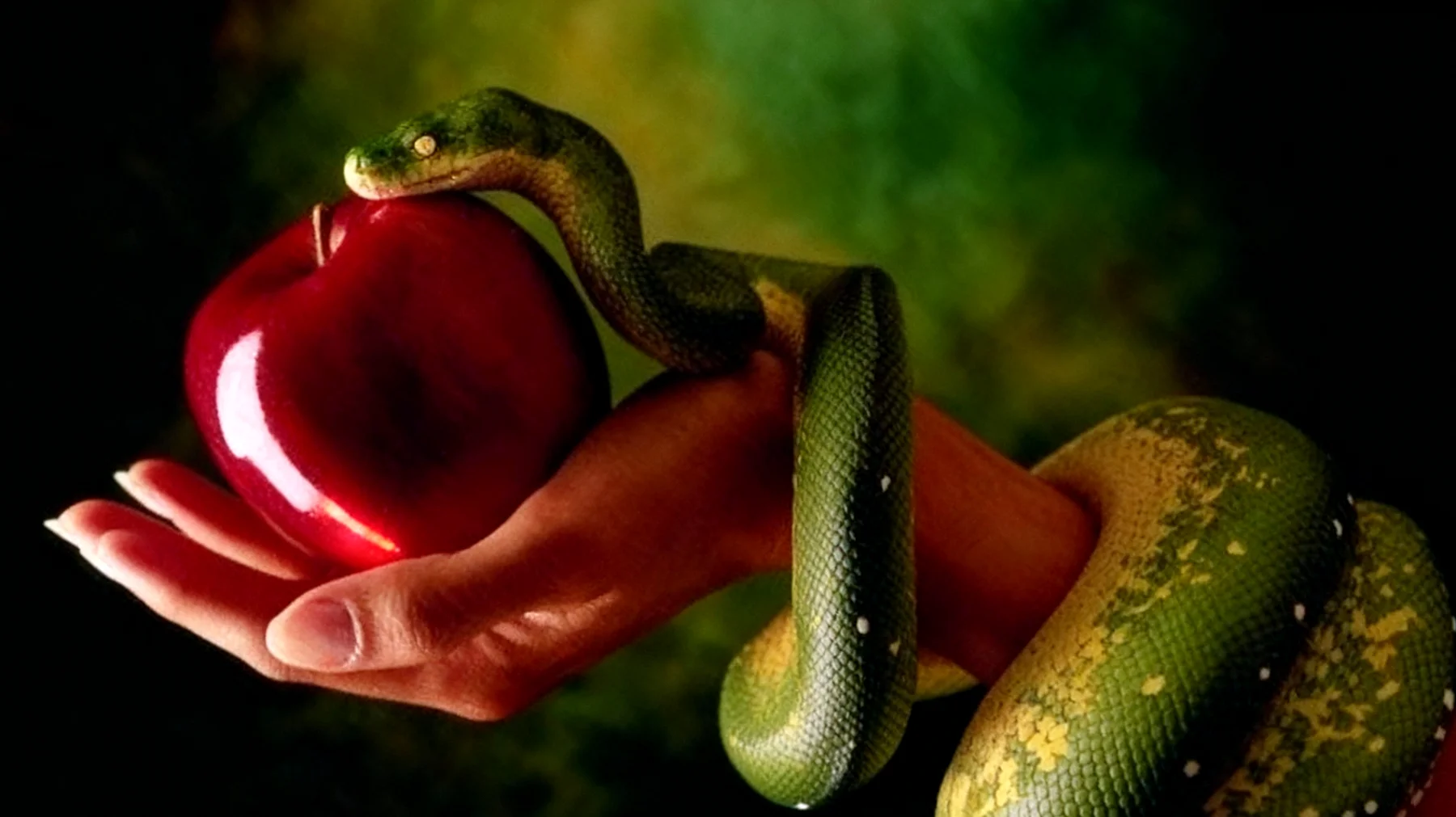 Forbidden Fruit2025-12-30T20:48:42.373Z"